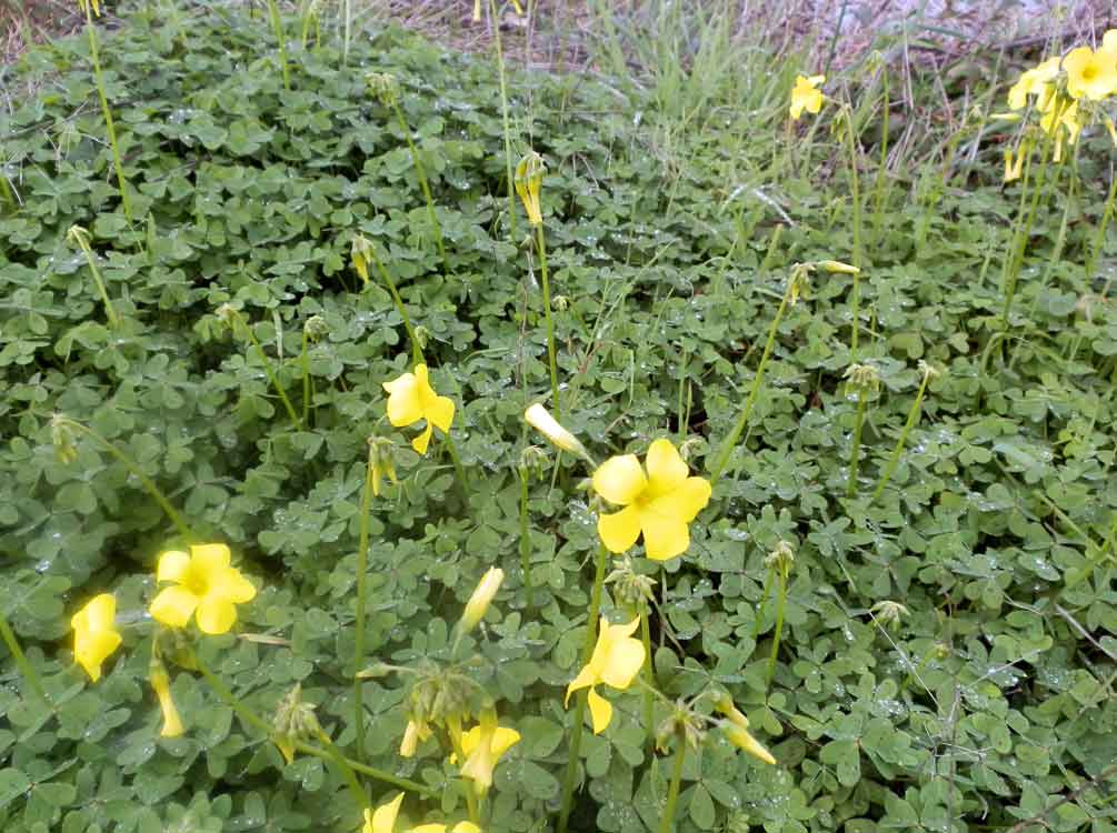 Oxalis pes-caprae L.  - Canarie